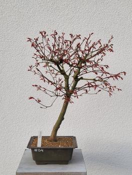 Fächerahorn - Acer katsura